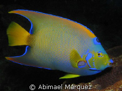 Queen Angelfish, Bonaire 2008 by Abimael Márquez 